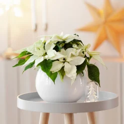 Poinsettia Blanc - Noël en version blanche