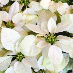 Poinsettia Blanc - Noël en version blanche