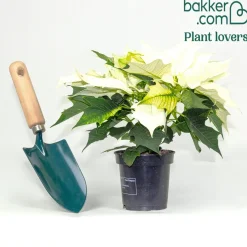 Poinsettia Blanc - Noël en version blanche