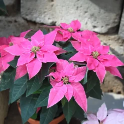 Poinsettia Rose - Un Noël tout en rose