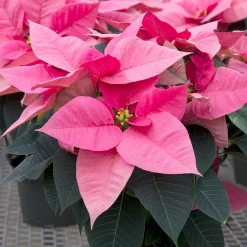 Poinsettia Rose - Un Noël tout en rose