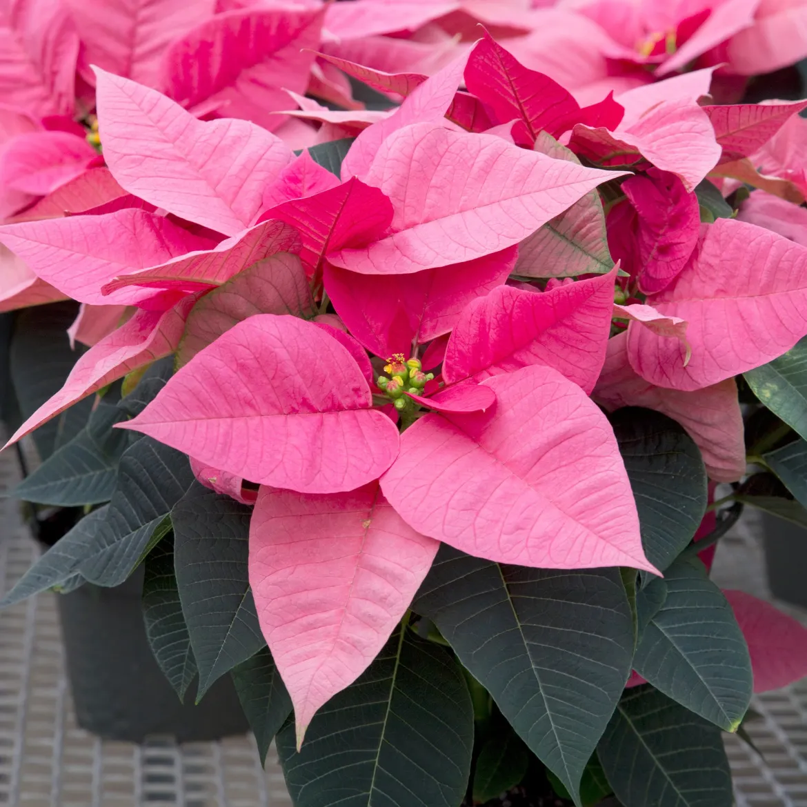 Poinsettia Rose - Un Noël tout en rose