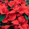 Poinsettia Rouge - L'esprit de Noël en pot