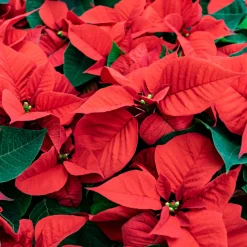 Poinsettia Rouge - L'esprit de Noël en pot