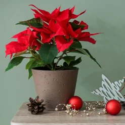 Poinsettia Rouge - L'esprit de Noël en pot