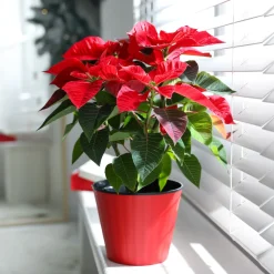 Poinsettia Rouge - L'esprit de Noël en pot