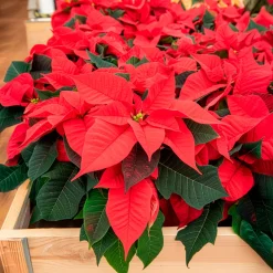Poinsettia Rouge - L'esprit de Noël en pot