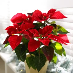 Poinsettia Rouge - L'esprit de Noël en pot
