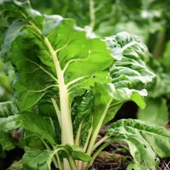 Poirée Blonde à cardes blanches 2 - Deux légumes en un