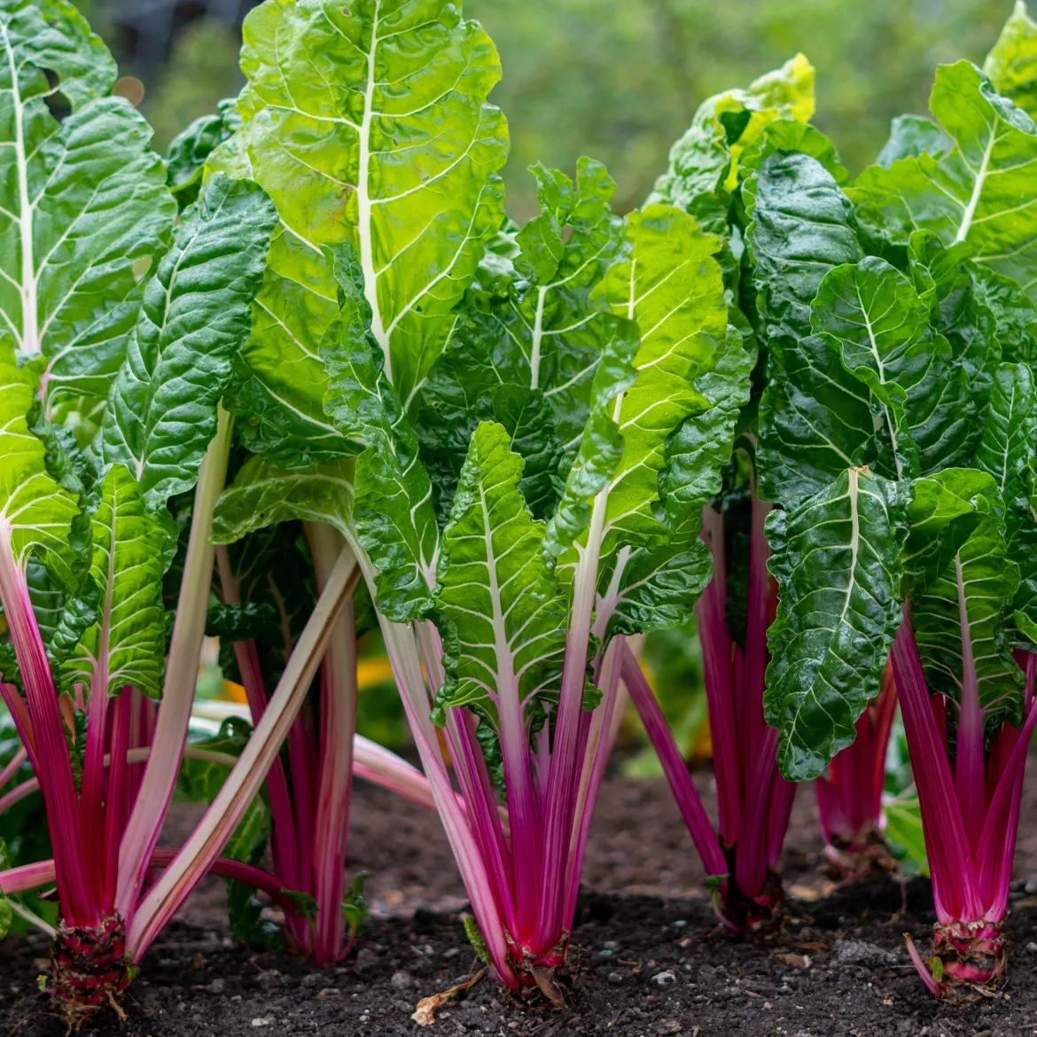 Poirée à carde rouge Rhubarb Chard - Des cardes rouge vif au potager