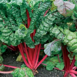 Poirée à carde rouge Rhubarb Chard - Des cardes rouge vif au potager
