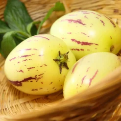 Poire-melon - Un fruit exotique sur la terrasse