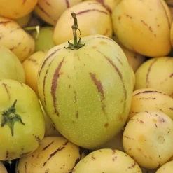 Poire-melon - Un fruit exotique sur la terrasse