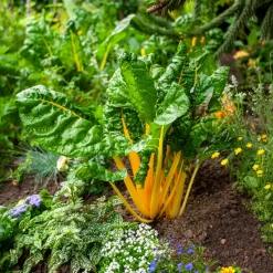 Poirées à cardes colorées en mélange - Un potager qui a du peps