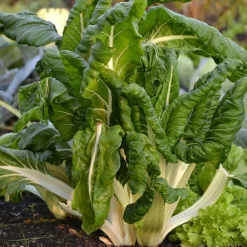 Poirée verte à carde blanche 3 Bio - Deux légumes en un seul plant