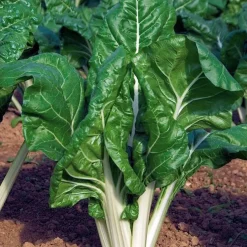 Poirée verte à carde blanche 3 Bio - Deux légumes en un seul plant