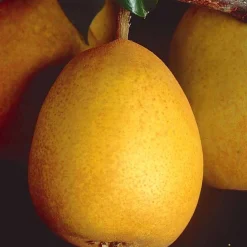 Poirier Beurré Hardy - Des poires fondantes chez vous