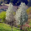 Poirier à fleurs Chanticleer/Poirier dornement - Un arbre net toute l'année