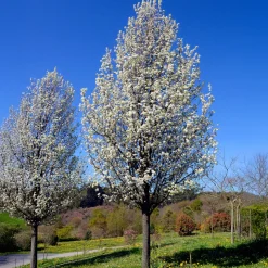 Poirier à fleurs Chanticleer/Poirier dornement - Un arbre net toute l'année