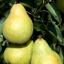Poirier 'Williams' - La poire star au jardin