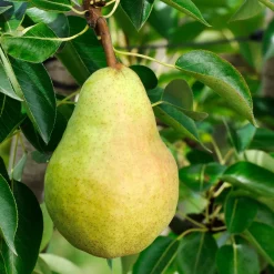 Poirier 'Williams' - La poire star au jardin