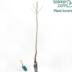 Poirier 'Williams' - La poire star au jardin