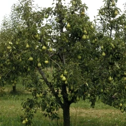 Poirier 'Williams' - La poire star au jardin