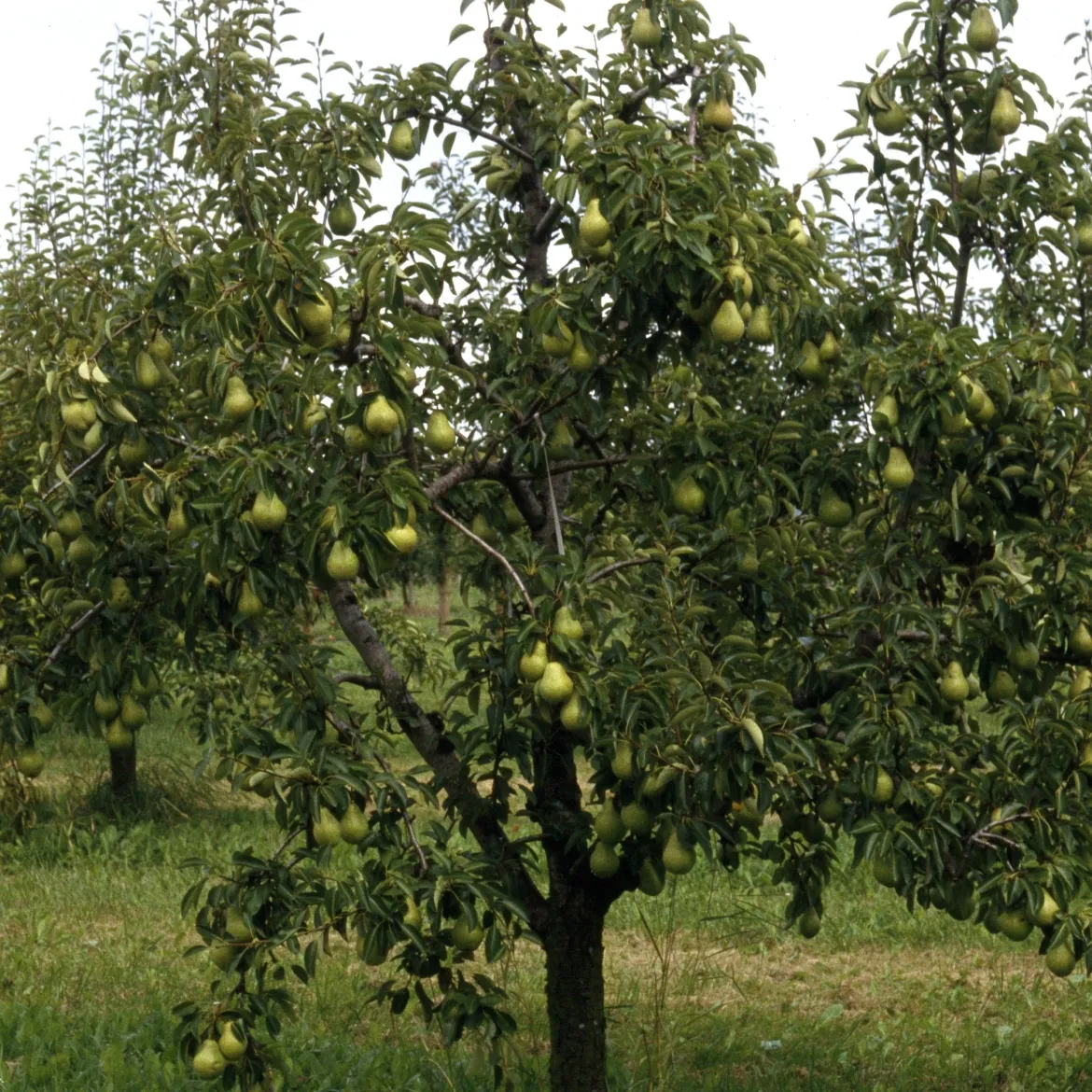 Poirier 'Williams' - La poire star au jardin