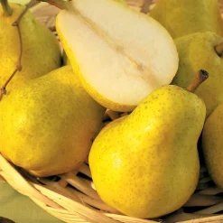 Poirier 'Williams' - La poire star au jardin