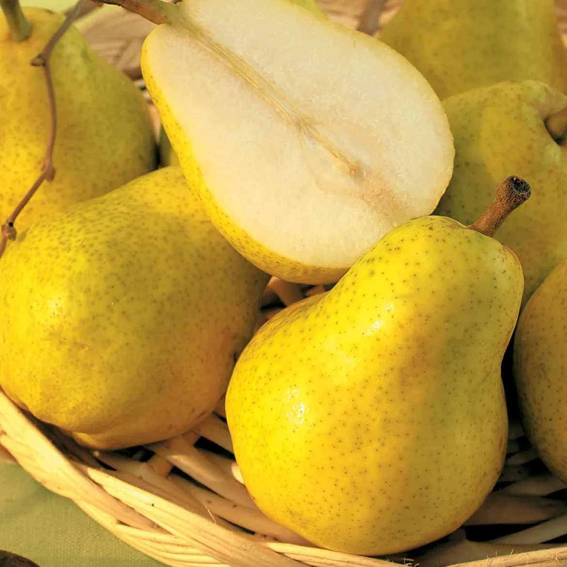 Poirier 'Williams' - La poire star au jardin