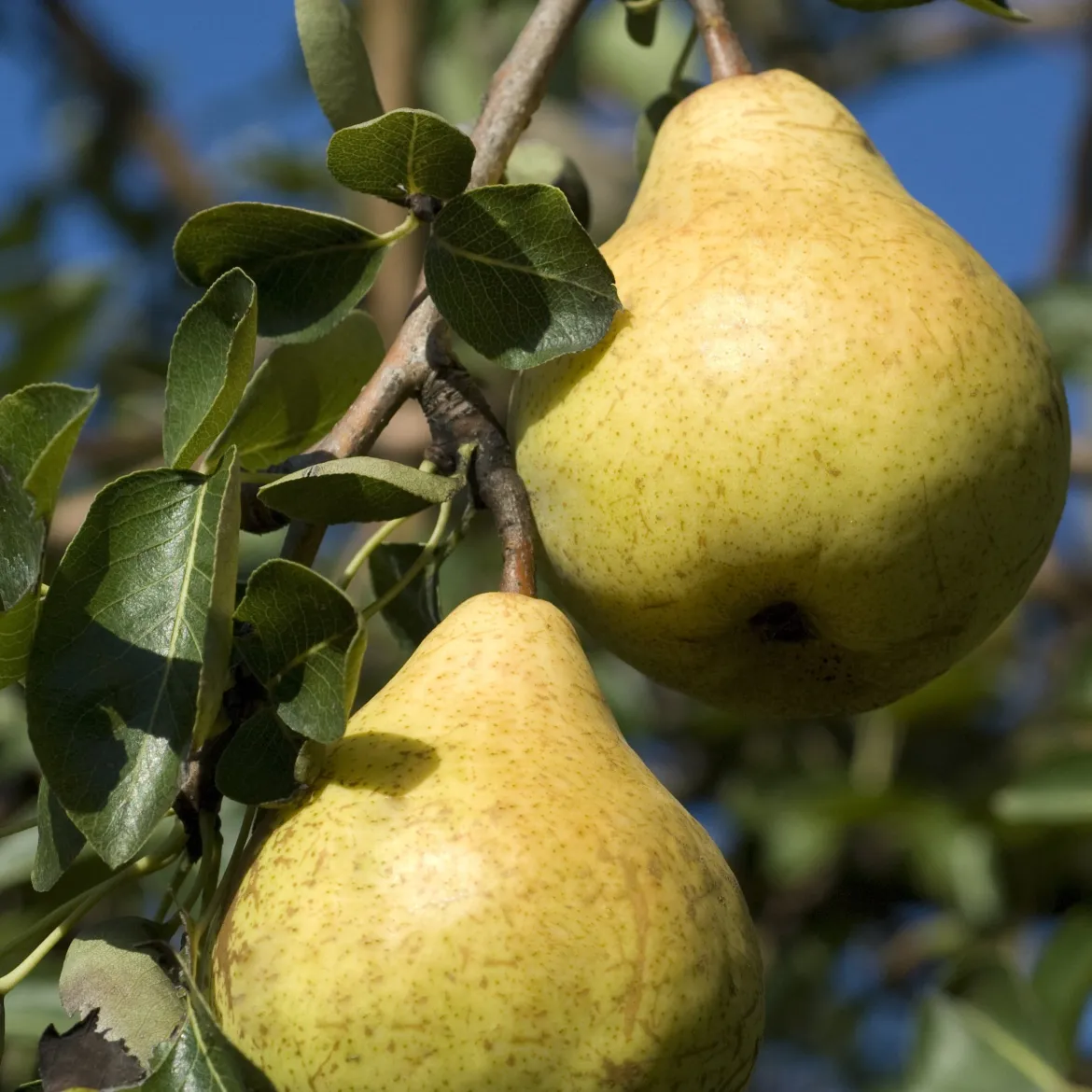 Poirier 'Williams' - La poire star au jardin