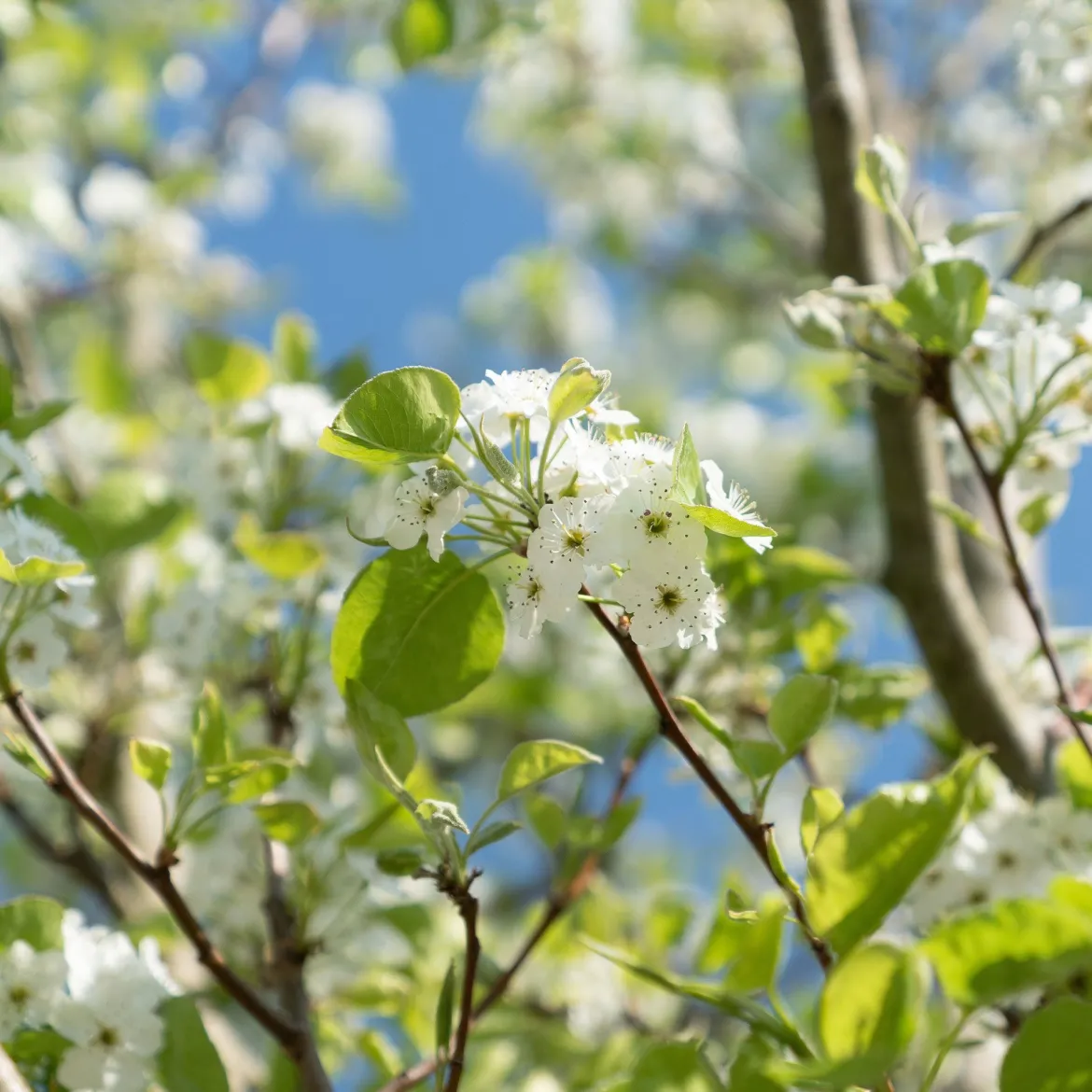 Poirier 'Williams' - La poire star au jardin