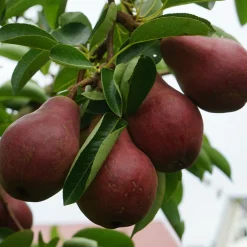 Poirier William's rouge - Des poires rouges sucrées