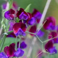 Pois de senteur Cupani's Original 1699 - Le parfum vintage au jardin