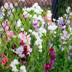 Pois de senteur à grandes fleurs en mélange Bio - Un mur de fleurs parfumées