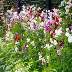 Pois de senteur à grandes fleurs en mélange Bio - Un mur de fleurs parfumées