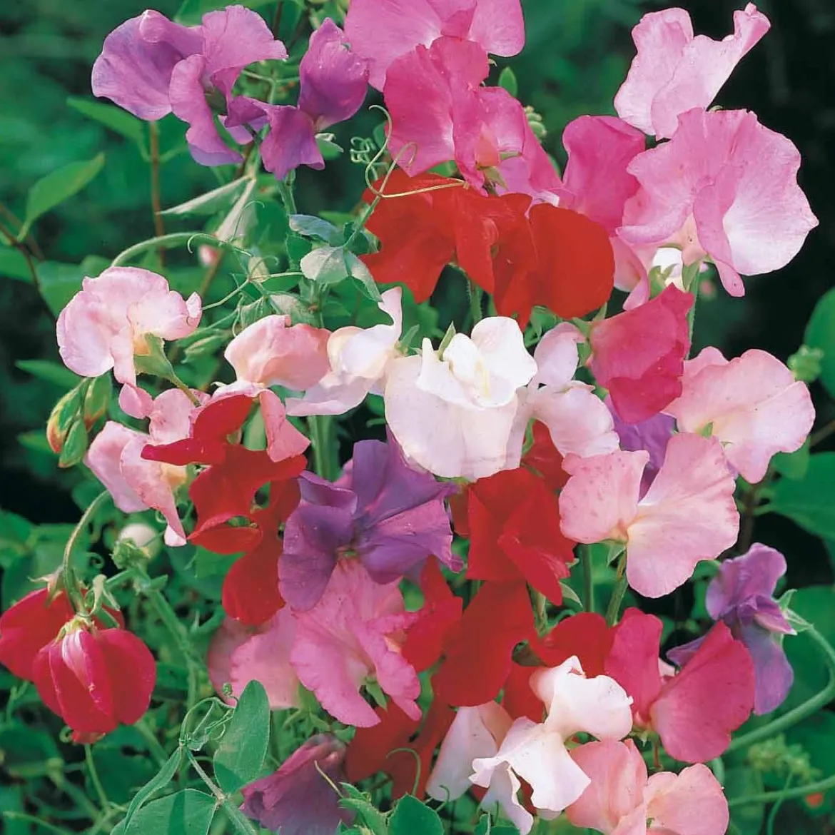 Pois de senteur Spencer en mélange - Des bouquets parfumés tout l'été