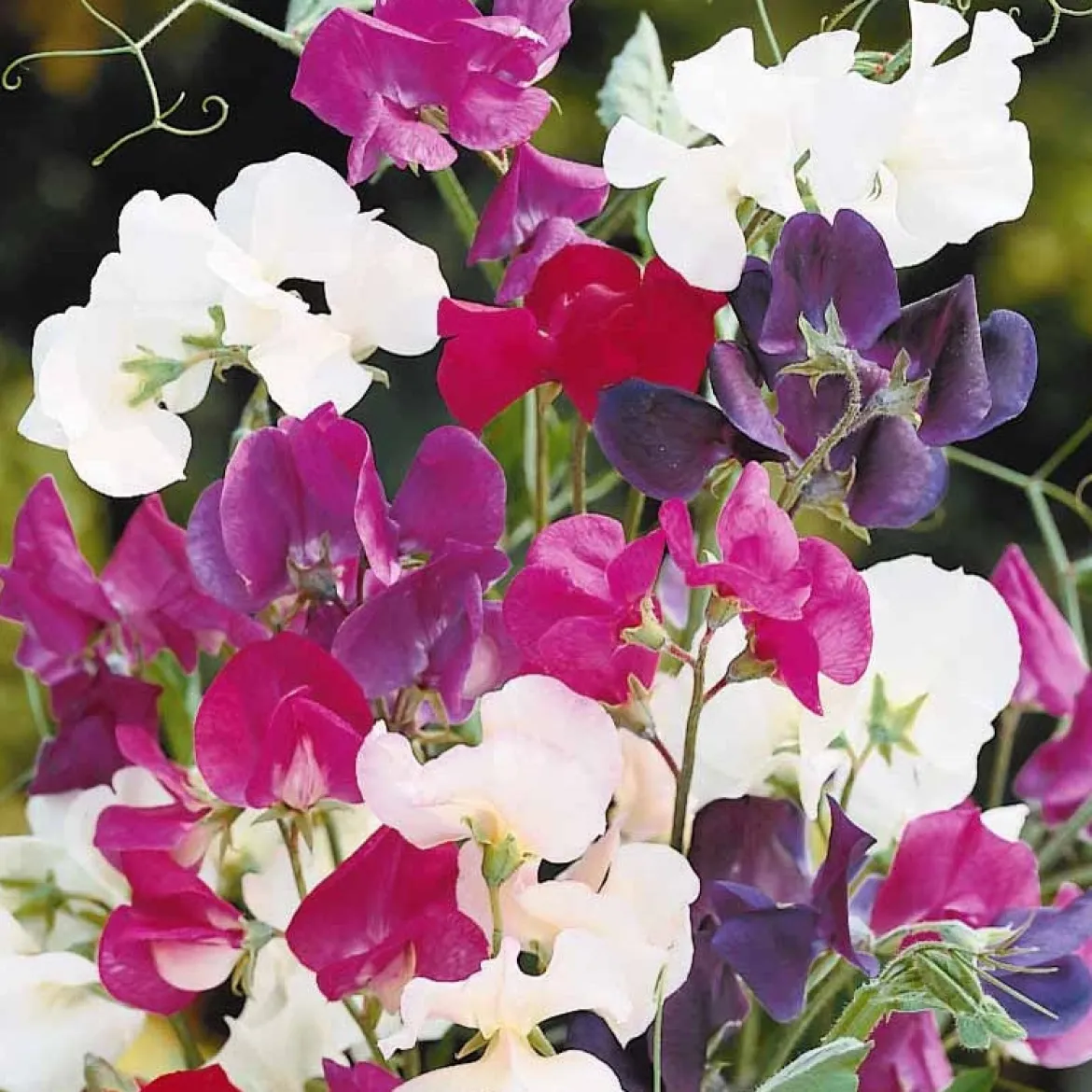 Pois de senteur Spencer en mélange - Des bouquets parfumés tout l'été
