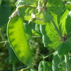 Pois mangetout Héraut - Croquant sucré au jardin