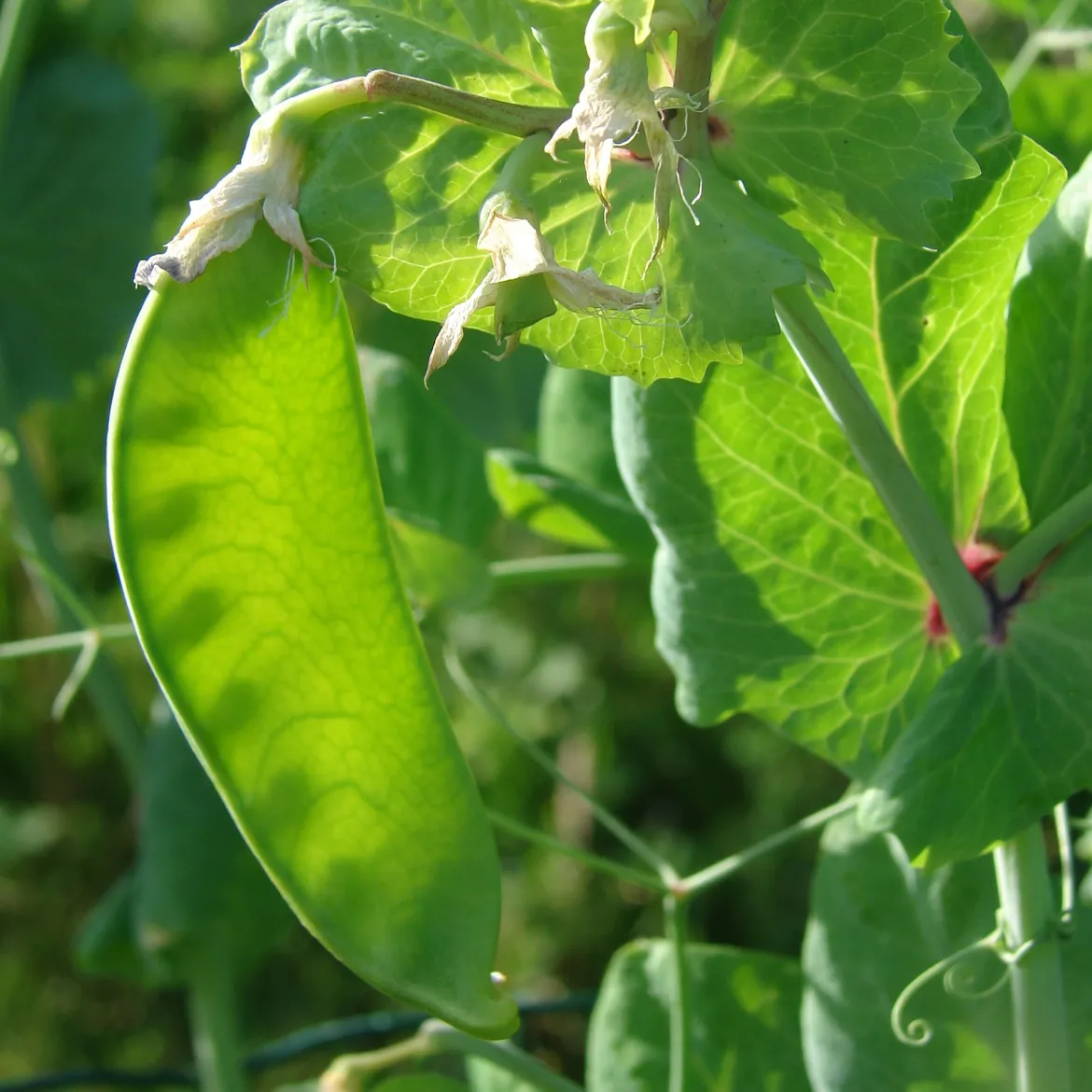 Pois mangetout Héraut - Croquant sucré au jardin