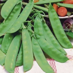 Pois mangetout Héraut - Croquant sucré au jardin