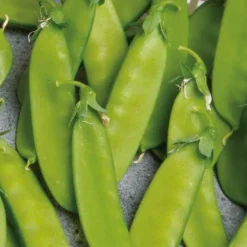Pois mangetout Norli Bio - Gousses sucrées, croquantes