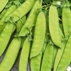 Pois mangetout Vroege Hendriks - Cosses croquantes dès juin