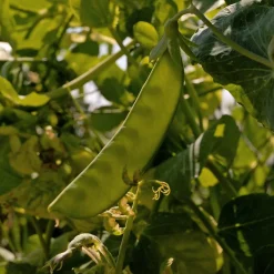Pois nain mangetout Bamby - Des pois gourmands sans fil