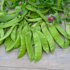 Pois à rames mangetout Corne de Bélier - Des pois sucrés à croquer