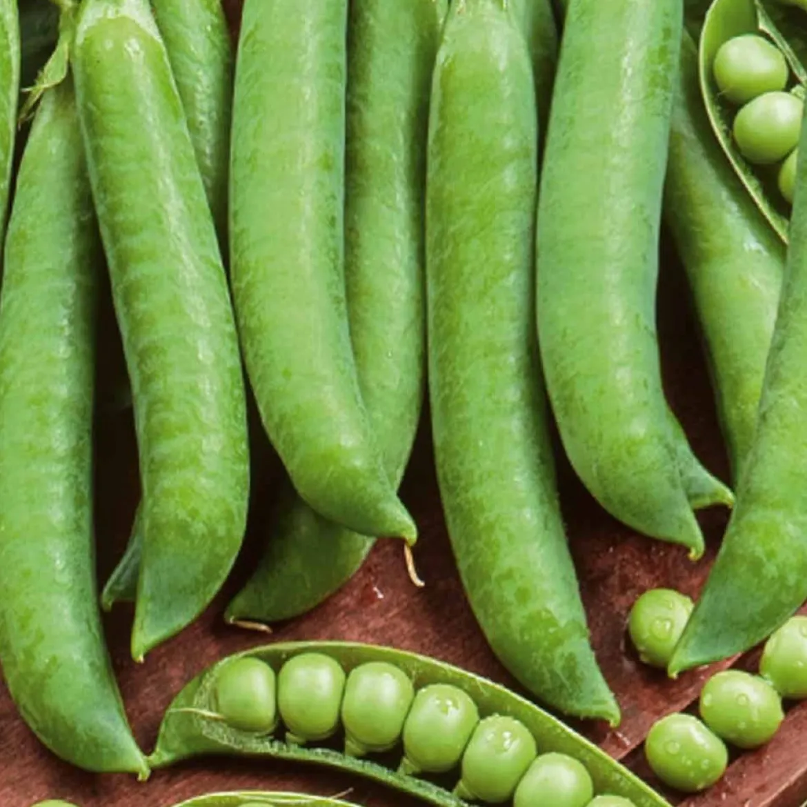 Pois à rames Mechelse Krombek Serpette - Des pois sucrés dès juin