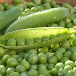 Pois ridé nain Merveille de Kelvedon - Petits pois sucrés maison