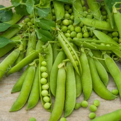 Pois ridé nain Merveille de Kelvedon - Petits pois sucrés maison