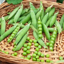 Pois rond nain Douce Provence - Des pois sucrés dès juin