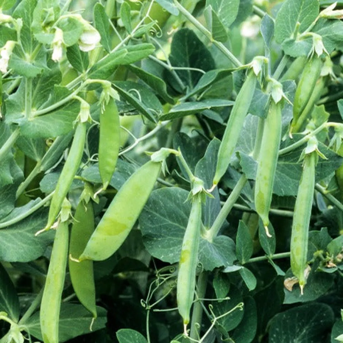 Pois rond nain Douce Provence - Des pois sucrés dès juin